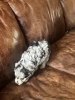 Mr Blue eyes *tiny, a male Miniature Aussiedoodle for sale in Milwaukee, WI – Photo 9 of 10