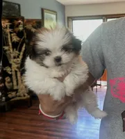 Queen * toy size, a female Pomeranian and Shih Tzu for sale in Miami, FL – 2 of 7