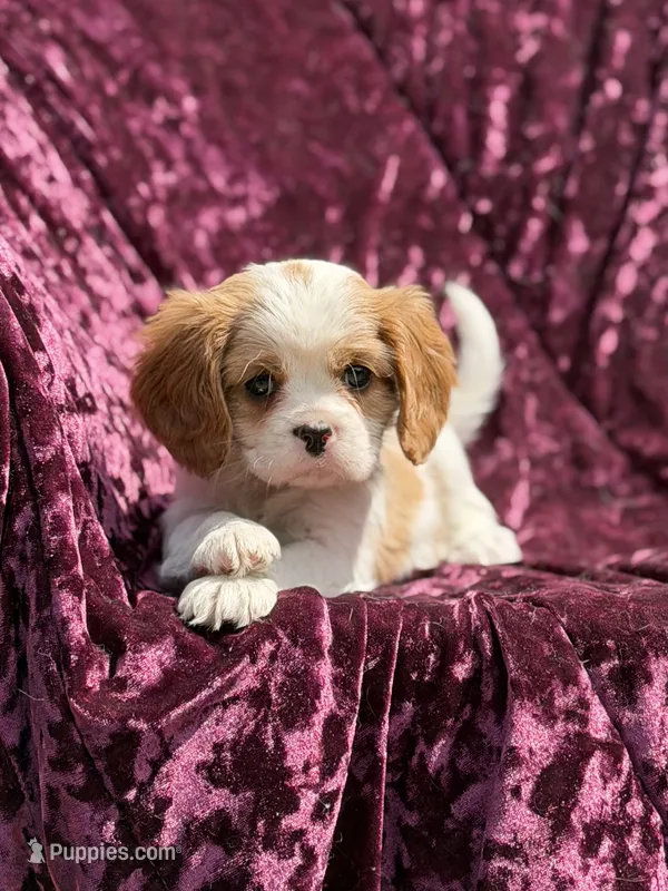 Akc Steve  – Cavalier King Charles Spaniel puppy for sale in Miami, FL