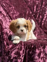 Akc Steve , a male Cavalier King Charles Spaniel for sale in Miami, FL – 1 of 7