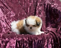 Queen * toy size, a female Pomeranian and Shih Tzu for sale in Miami, FL – 4 of 7