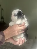 Lily blue eye, a female Shih Tzu for sale in Green Bay, WI – 2 of 8