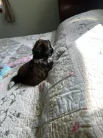 Rose AKC Mother’s Day ready, a female Shih Tzu for sale in Manitowoc, WI – 6 of 6