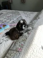 Rose AKC Mother’s Day ready, a female Shih Tzu for sale in Manitowoc, WI – 5 of 6