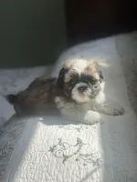 Rose AKC Mother’s Day ready, a female Shih Tzu for sale in Manitowoc, WI – 4 of 6