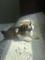 Rose AKC Mother’s Day ready, a female Shih Tzu for sale in Manitowoc, WI – 3 of 6