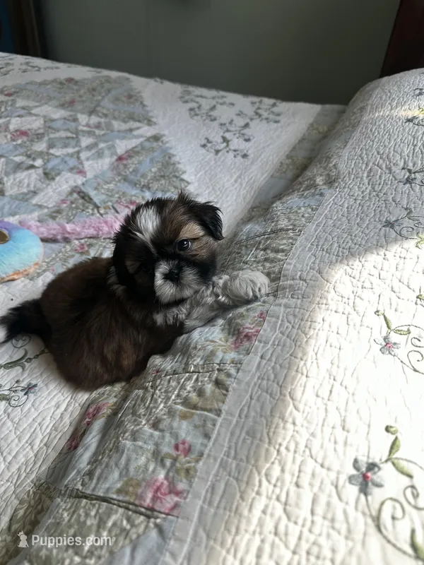 Rose AKC Mother’s Day ready – Shih Tzu puppy for sale in Manitowoc, WI