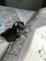Rose AKC Mother’s Day ready, a female Shih Tzu for sale in Manitowoc, WI – 1 of 6