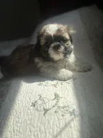 Rose AKC Mother’s Day ready, a female Shih Tzu for sale in Manitowoc, WI – 2 of 6