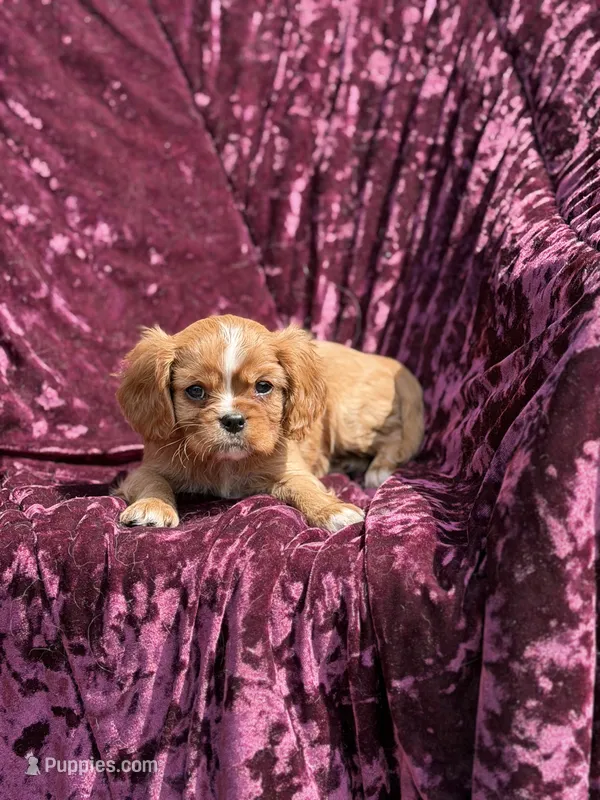 AKC RUBY – Cavalier King Charles Spaniel puppy for sale in Miami, FL
