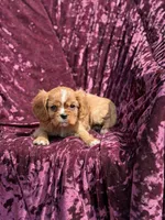 AKC RUBY, a female Cavalier King Charles Spaniel for sale in Miami, FL – 1 of 5