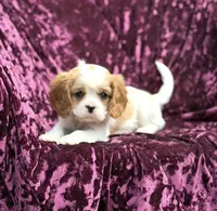 Akc Steve , a male Cavalier King Charles Spaniel for sale in Miami, FL – 2 of 7