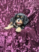 Akc Bella , a female Cavalier King Charles Spaniel for sale in Miami, FL – 6 of 7