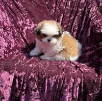 Queen * toy size, a female Pomeranian and Shih Tzu for sale in Miami, FL – 7 of 7