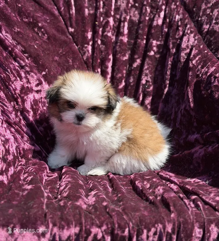 Queen * toy size – Pomeranian, Shih Tzu puppy for sale in Miami, FL