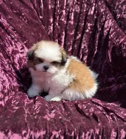 Queen * toy size, a female Pomeranian and Shih Tzu for sale in Miami, FL – 1 of 7
