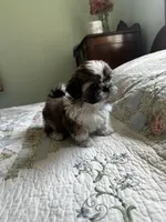 AKC Steve Ready mothers day, a male Shih Tzu for sale in Manitowoc, WI – 4 of 6