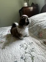 AKC Steve Ready mothers day, a male Shih Tzu for sale in Manitowoc, WI – 5 of 6