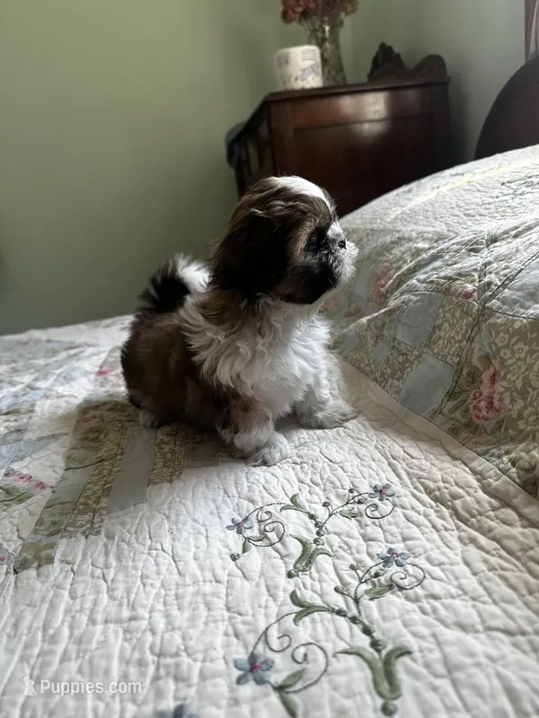 AKC Steve Ready mothers day – Shih Tzu puppy for sale in Manitowoc, WI
