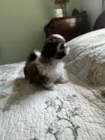 AKC Steve Ready mothers day, a male Shih Tzu for sale in Manitowoc, WI – 1 of 6