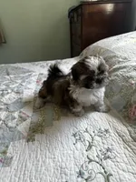 AKC Steve Ready mothers day, a male Shih Tzu for sale in Manitowoc, WI – 6 of 6
