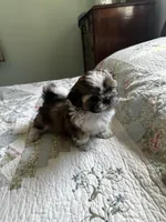 AKC Steve Ready mothers day, a male Shih Tzu for sale in Manitowoc, WI – 3 of 6