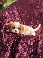 Akc Steve , a male Cavalier King Charles Spaniel for sale in Miami, FL – 6 of 7