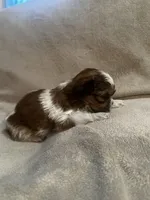 Tiny Tim *toy, a male Shih Tzu for sale in Appleton, WI – Photo 8 of 8