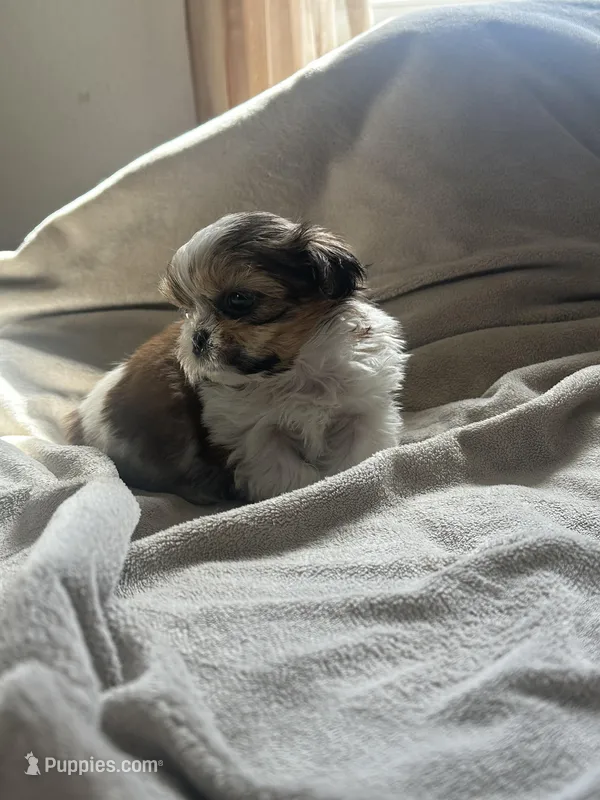 Tiny Tim *toy – Shih Tzu puppy for sale in Appleton, WI