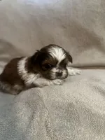 Tiny Tim *toy, a male Shih Tzu for sale in Appleton, WI – Photo 4 of 8