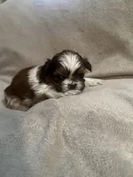 Tiny Tim *toy, a male Shih Tzu for sale in Appleton, WI – Photo 6 of 8