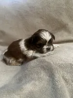 Tiny Tim *toy, a male Shih Tzu for sale in Appleton, WI – Photo 3 of 8