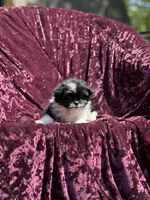 Kitty *toy size, a female Pomeranian and Shih Tzu for sale in Miami, FL – 4 of 6