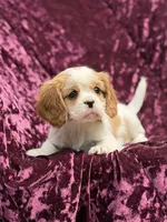 Akc Steve , a male Cavalier King Charles Spaniel for sale in Miami, FL – 3 of 7