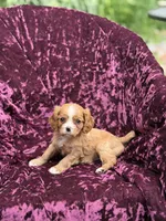 Akc red, a female Cavalier King Charles Spaniel for sale in Miami, FL – 2 of 5
