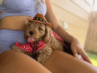 Woody, a male Cavapoo for sale in Conroe, TX – 2 of 6