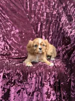 AKC RUBY, a female Cavalier King Charles Spaniel for sale in Miami, FL – 4 of 5