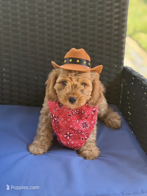 Small* Brooks – Cavapoo puppy for sale in Conroe, TX