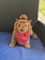Woody, a male Cavapoo for sale in Conroe, TX – 3 of 6