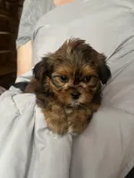Steve, a male Shih Tzu and Yorkshire Terrier for sale in Milwaukee, WI – Photo 1 of 8
