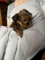 Steve, a male Shih Tzu and Yorkshire Terrier for sale in Milwaukee, WI – Photo 4 of 8