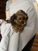 Steve, a male Shih Tzu and Yorkshire Terrier for sale in Milwaukee, WI – Photo 6 of 8