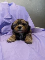Benny Toy, a male Shih Tzu and Yorkshire Terrier for sale in Sheboygan, WI – Photo 8 of 10