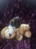 Maui, a male Shih Tzu and Yorkshire Terrier for sale in Milwaukee, WI – Photo 2 of 8