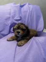 Benny Toy, a male Shih Tzu and Yorkshire Terrier for sale in Sheboygan, WI – Photo 10 of 10