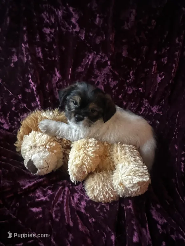 Maui – Shih Tzu, Yorkshire Terrier puppy for sale in Milwaukee, WI