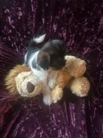 Maui, a male Shih Tzu and Yorkshire Terrier for sale in Milwaukee, WI – Photo 7 of 8