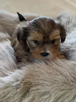 Benny Toy, a male Morkie for sale in Shorewood, WI – Photo 2 of 5