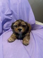 Benny Toy, a male Shih Tzu and Yorkshire Terrier for sale in Sheboygan, WI – Photo 9 of 10