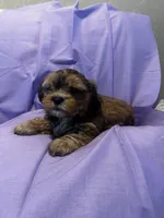 Benny Toy, a male Shih Tzu and Yorkshire Terrier for sale in Sheboygan, WI – Photo 7 of 10